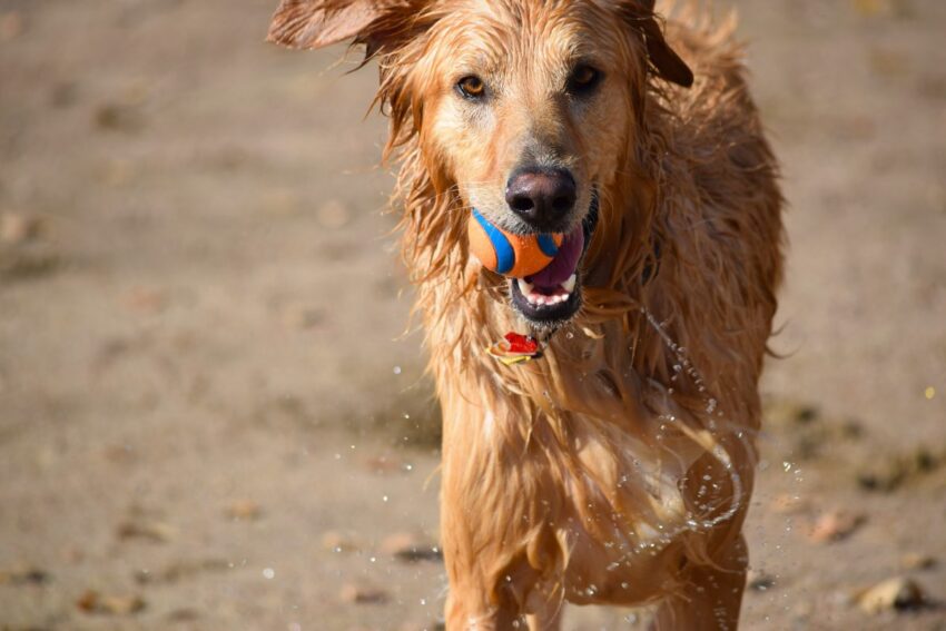 Dog Breeds for Hot Weather: Keeping Your Canine Cool & Comfortable Dog Breeds for Hot Weather: Keeping Your Canine Cool & Comfortable