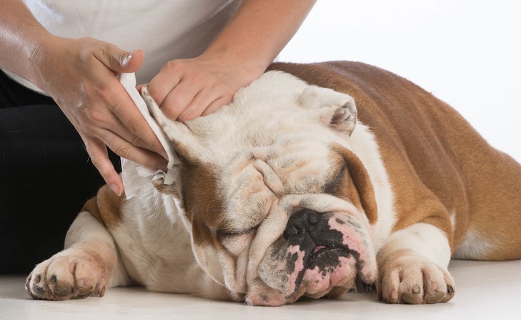 Best Hot Spot Cleaner for Dogs: Expert Reviews & Solutions [2024]