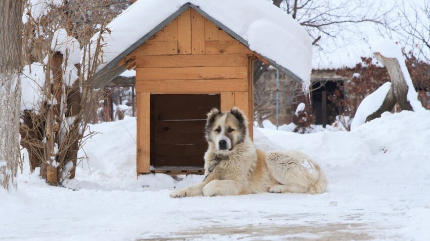 Top Dog Houses for Hot Climates: Keeping Your Pup Cool & Safe