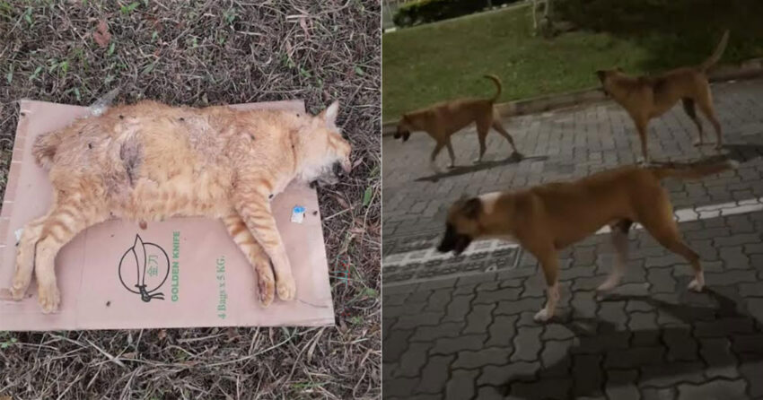 Can Hot Dogs Kill Cats? Dangers, Risks & Expert Advice