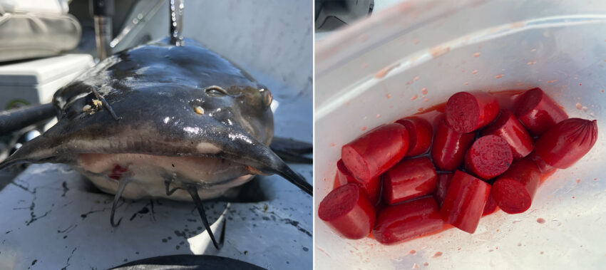 Do Catfish Eat Hot Dogs? The Surprising Truth About Catfish Diet
