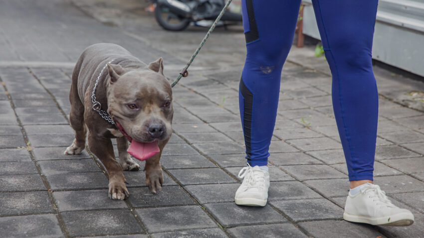 Dog Walk Hot Weather: Keeping Your Pup Safe & Cool