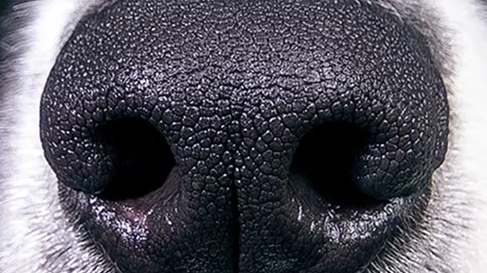 Dog Nose Hot and Dry? Expert Guide to Causes, Symptoms & Solutions