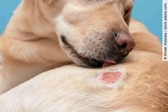Dog Hot Spot Causes: Expert Guide to Relief & Prevention