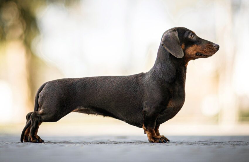 Hot Dog Dog Puppy: The Complete Expert Guide [2024]