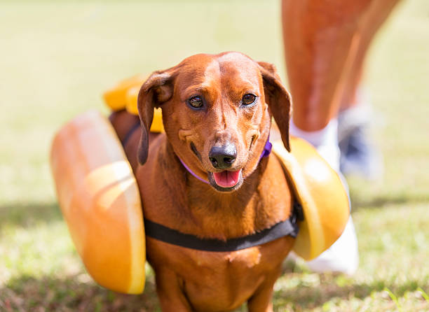 Dachshund Hot Dog: The Ultimate Guide to the Wiener Dog Breed