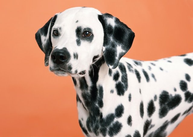 Good Dogs for Hot Weather: Breeds That Thrive in the Heat
