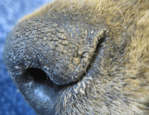 Hot Dry Nose Dog: Causes, Remedies & Expert Care Tips