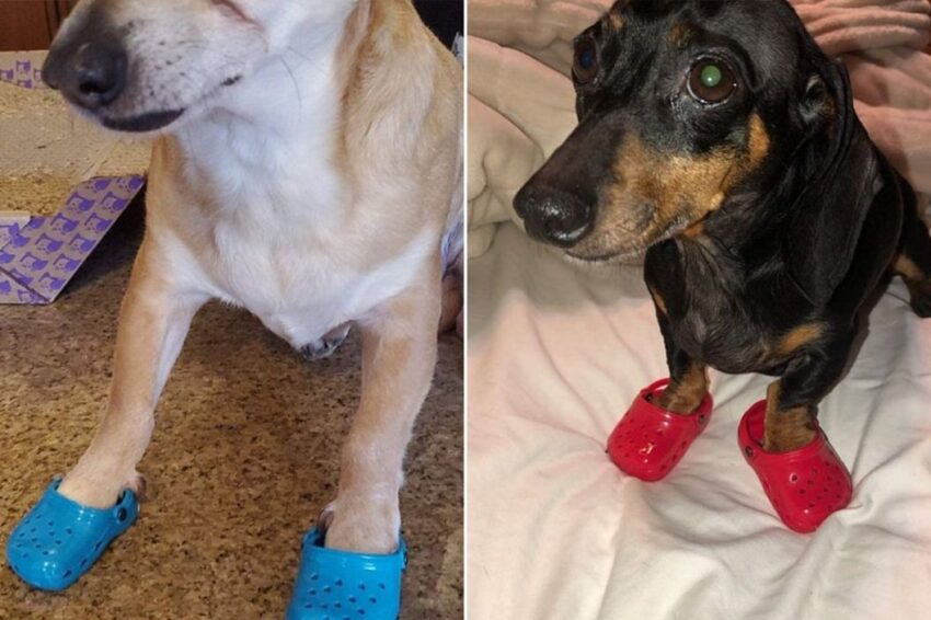Hot Dog Crocs: The Ultimate Guide to Culinary Footwear