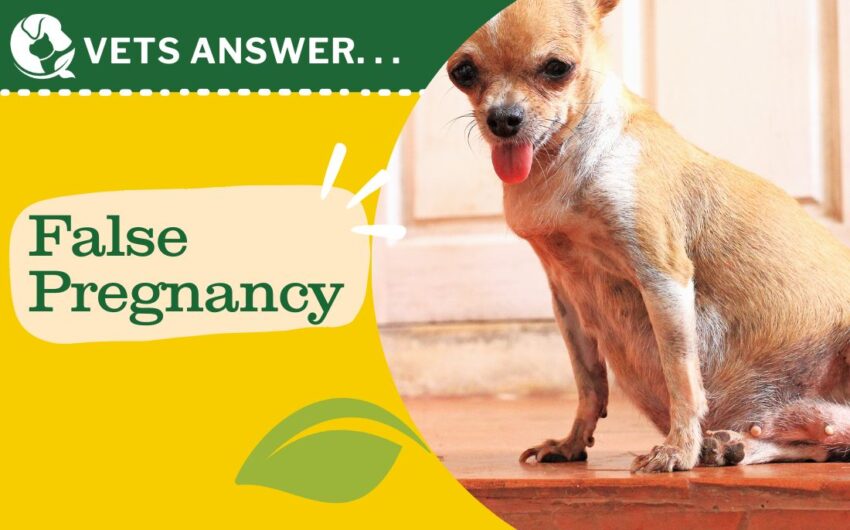 Pregnancy Safe Hot Dogs: Expert Guide to Enjoying This Treat Safely