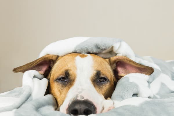 Hot Ears on Dogs: Causes, Symptoms & Expert Treatment Guide