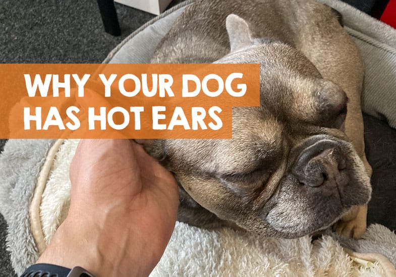 Dog’s Ears Hot? Understanding Causes, Symptoms & Expert Care