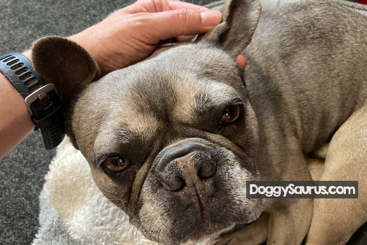 Dog Has Hot Ears? Causes, Symptoms & Expert Care Guide