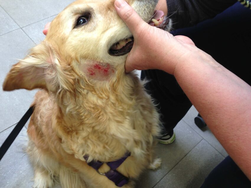 Hot Spot Powder for Dogs: The Ultimate Guide to Relief & Prevention