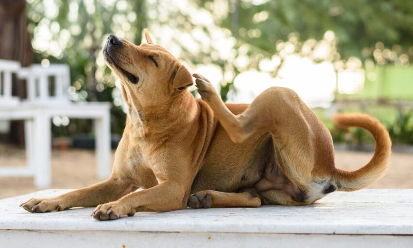 Dog Scratching Hot Spot? Stop the Itch & Heal Your Pup!