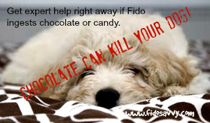 Dog Ate Hot Chocolate Mix? Expert Advice & Immediate Steps