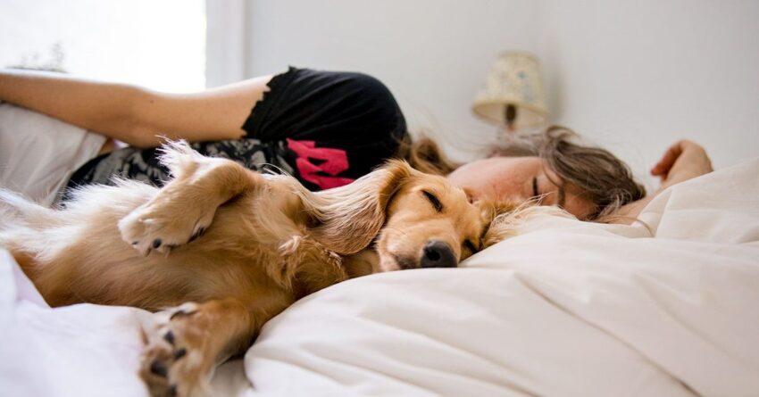 Hot Dog in Bed: The Ultimate Guide to Culinary Comfort & Chaos