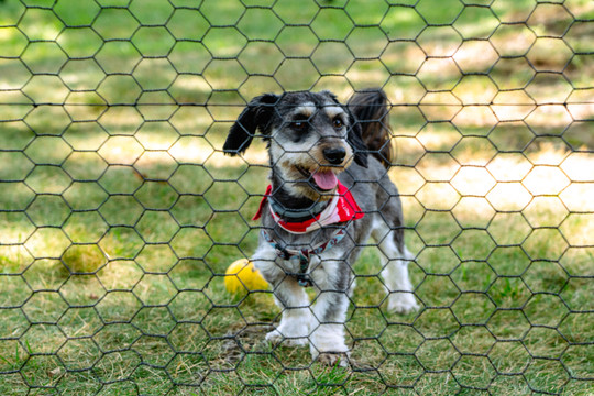 Hot Wire Fences for Dogs: Safety, Training & Effective Containment