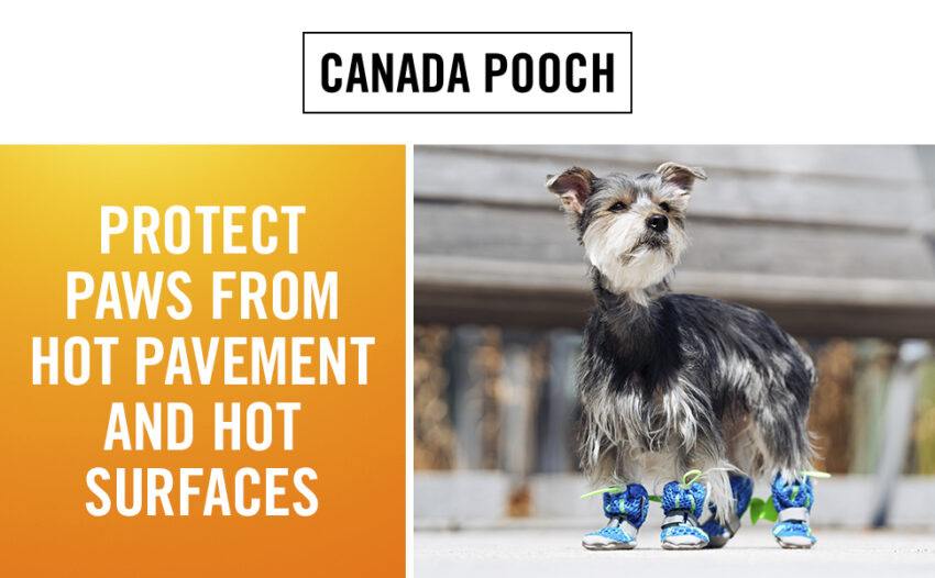 Hot Pavement Dog Boots: Expert Guide to Paw Protection [2024]