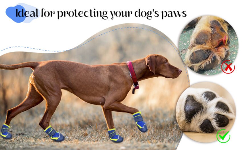 Best Dog Booties for Hot Concrete: Protect Your Pup’s Paws!
