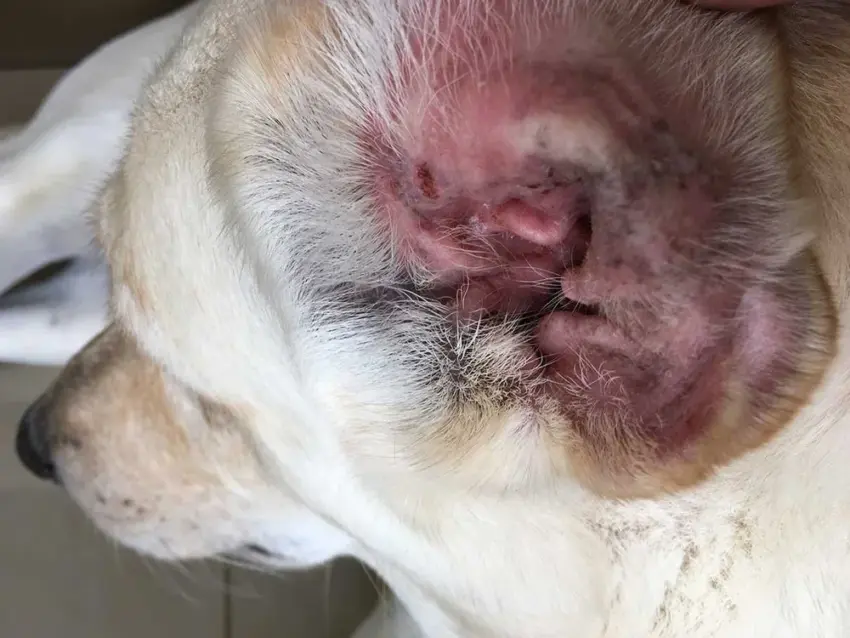 Hot Spots on Dogs Ears: Causes, Treatment & Prevention – Expert Guide