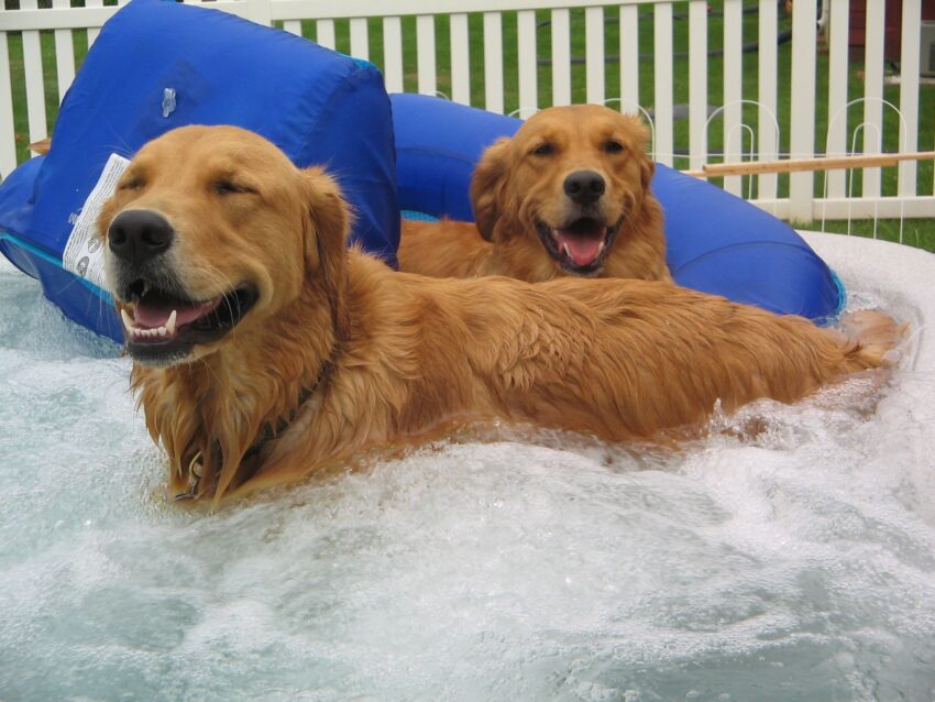 Dog in Hot Tub: Safety, Benefits, and Expert Advice