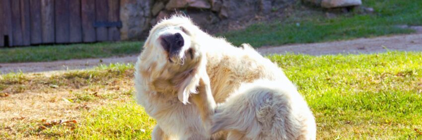 Dog Hot Spot Home Treatment: Expert Guide to Relief