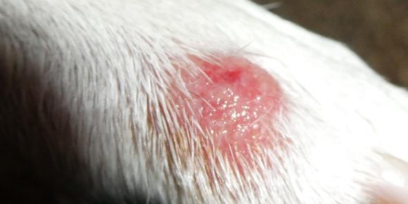 Dog Has a Hot Spot? Expert Guide to Relief, Treatment & Prevention
