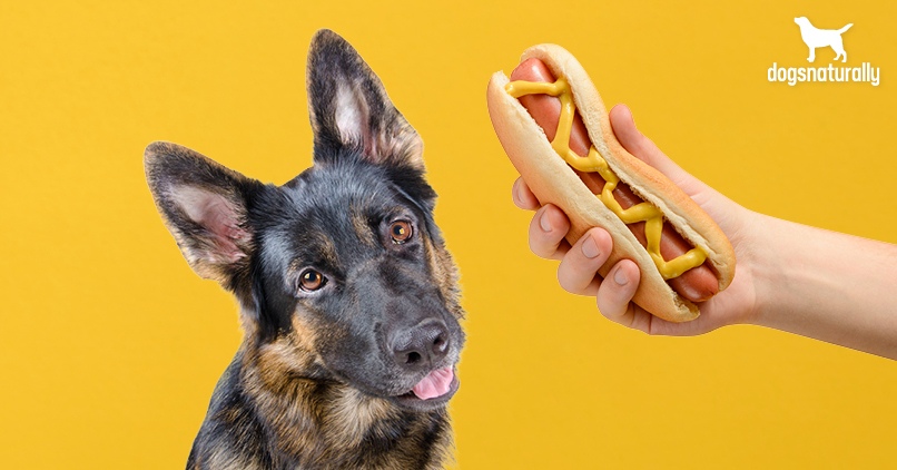 Hot Dogs Safe for Dogs? Expert Guide to Ingredients & Alternatives
