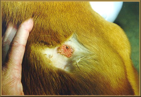 Dog Skin Problems Hot Spots: Expert Guide to Relief & Prevention