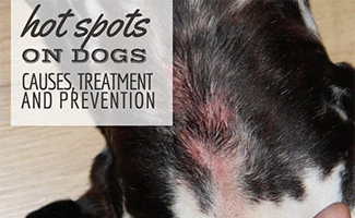 Dog Hot Spots Treatment: Expert Guide to Soothing Your Pup’s Skin