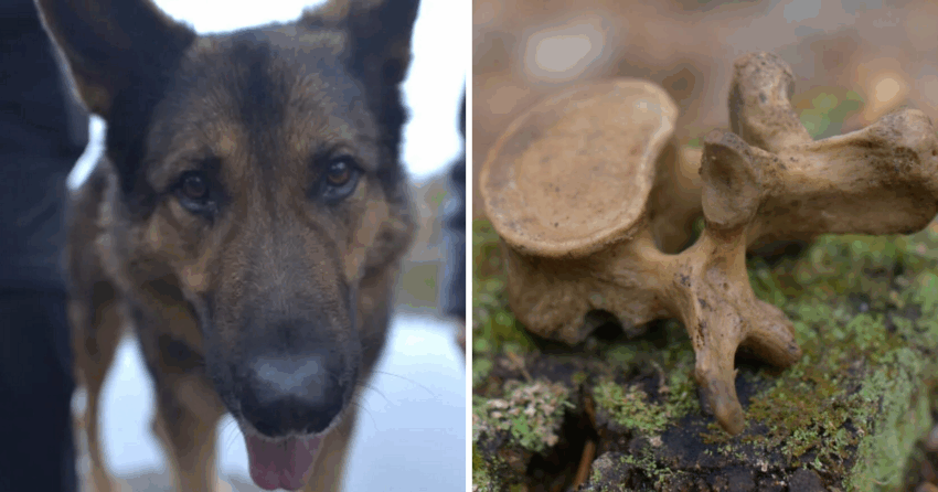 Human Remains in Hot Dogs: Unraveling the Urban Legend & Food Safety Facts