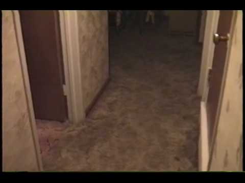 Hot Dog in Hallway: Decoding the Viral Trend & Its Implications