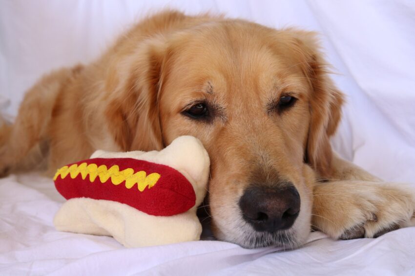 Plush Toy Hot Dog: The Ultimate Guide to Cuddly Culinary Creations