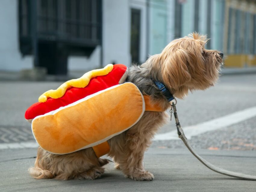 Hilarious Hot Dog Costumes: The Ultimate Guide (2024)