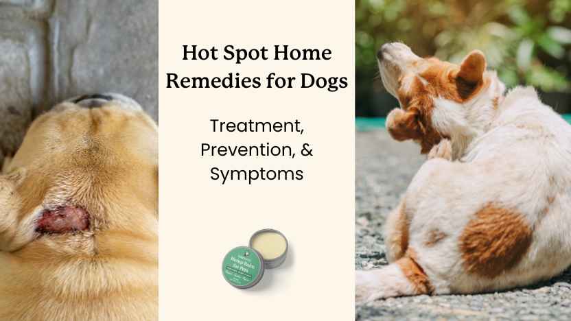 Treat Hot Spots on Dogs: Expert Guide to Relief & Prevention
