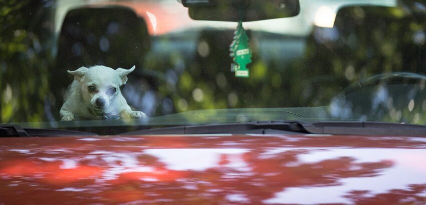Dog in Hot Car: How to Save a Life – Prevention & Rescue