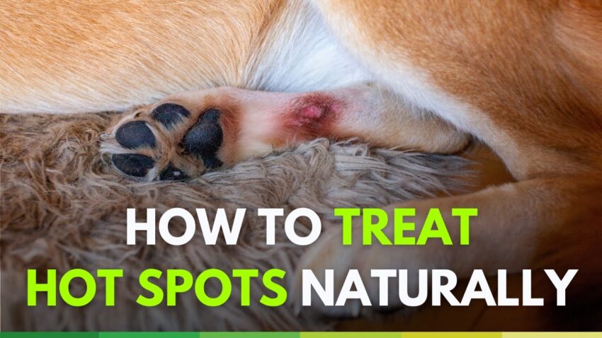 Best Dog Hot Spot Treatment: Proven Solutions for Fast Relief