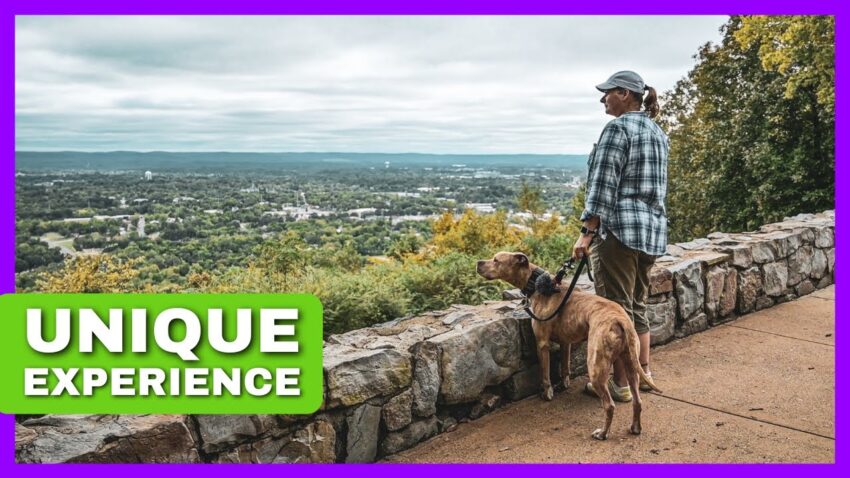 Dog Training Hot Springs: Expert Guide to Canine Wellness & Obedience
