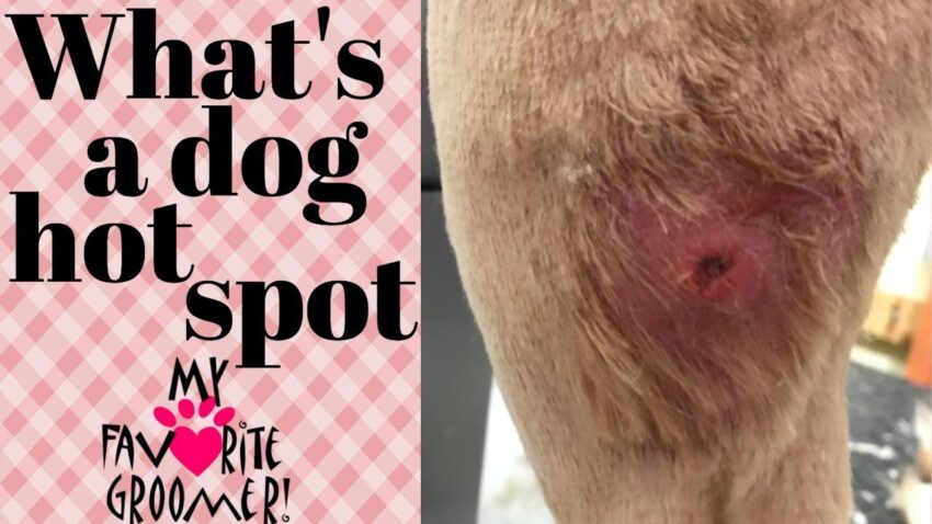 Ultimate Guide to Dog Hot Spot Covers: Prevention & Treatment