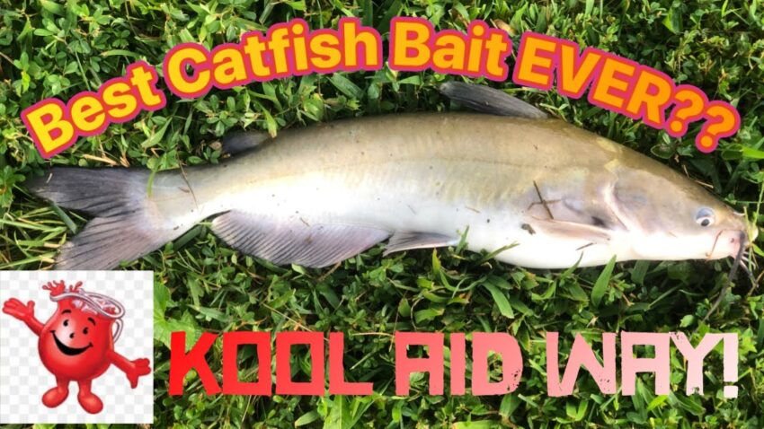 Catfish Bait Hot Dogs: The Ultimate Guide to Catching More Cats!