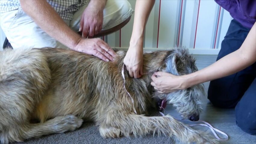 Hot Dog Neck: Causes, Treatments, and Prevention – Expert Guide