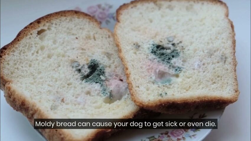 Moldy Hot Dog: A Comprehensive Guide to Identification, Risks, and Prevention