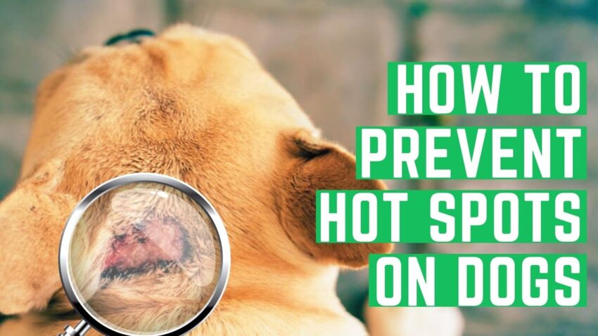 Hot Spot Medicine for Dogs: Expert Guide to Relief & Prevention