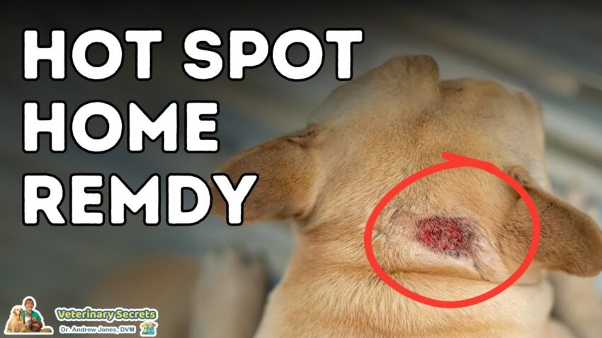 Cure for Dog Hot Spots: Proven Relief, Prevention & Expert Advice