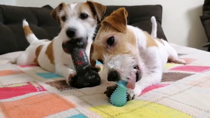 Squeaky Hot Dog Dog Toy: The Ultimate Guide (2024)