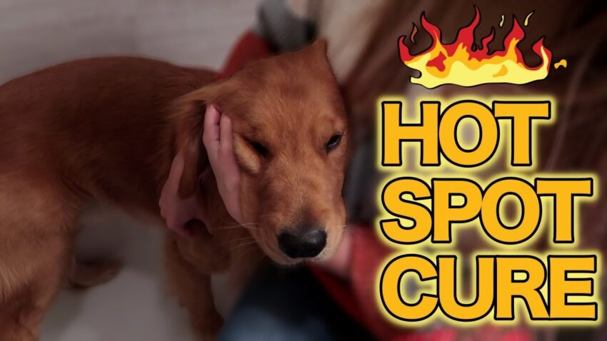 Dog Hot Spots: Effective Remedies, Prevention & Expert Advice