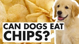 Can Dogs Eat Hot Chips? Expert Advice on Safety & Risks