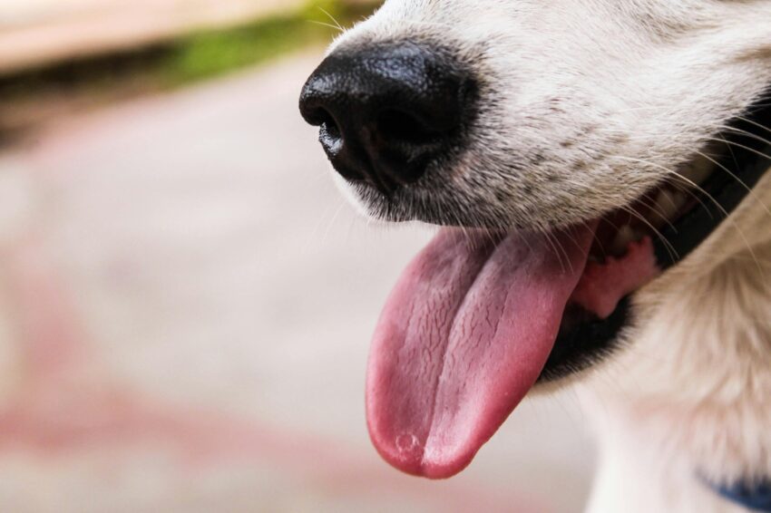 Hot Tongue on Dog: Causes, Symptoms & Expert Care Guide