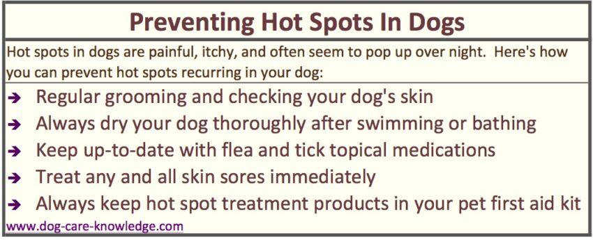 Dog Hot Spot Causes: Expert Guide to Prevention & Relief [2024]